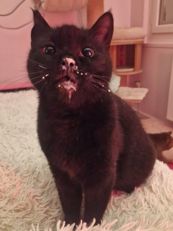 Violette la gourmande !