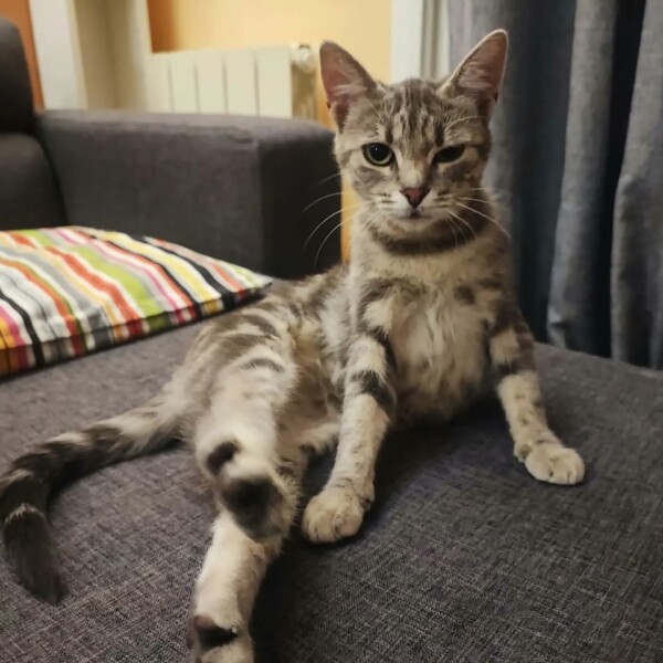 Consultation comportementale : retrouver l'harmonie dans un foyer de quatre chats