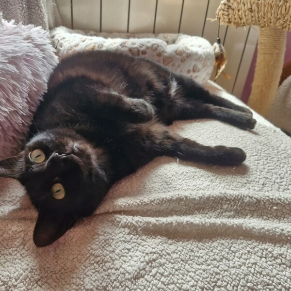 « Votre chat vous en veut-il après votre absence ? »