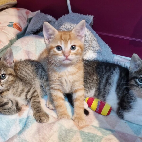 Les 6 petits cœurs en FA à la maison : Abyss, Avel, Anémone, Kornog, Suroit et Noroit ️