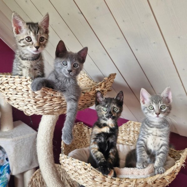 Petits cœurs d'Amour a l'adoption avec l'association Internet et ses amis début juillet ️