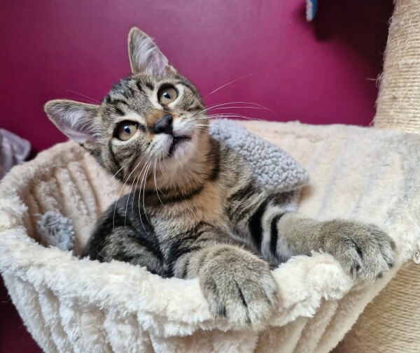 BALOU, UN PETIT CŒUR QUI ATTEND ENFIN SA FAMILLE