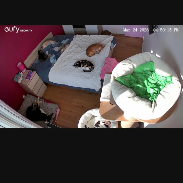 Être au travail et pouvoir observer ses petits cœurs qui dorment tranquillement à la maison