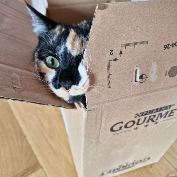 Pourquoi les chats adorent-ils autant les cartons ?