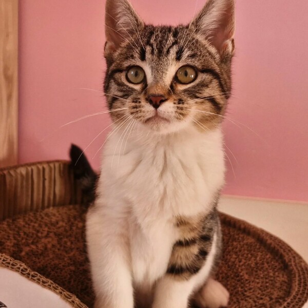 Les 3 derniers petits bouts de la saison 2025 en famille d'accueil avec l'association Internet et ses amis sont désormais tous les 3 réservés ️