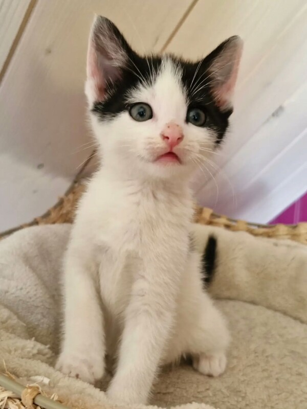 Après un début de vie si difficile, les voilà enfin prêts à profiter pleinement de leur vie de chatons.