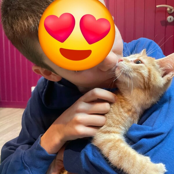 Après avoir déjà utilisé deux de ses neuf vies de chat — d’abord en étant recueilli dans un champ avec ses deux sœurs, alors âgés d’à peine dix jours, puis lors de son tragique accident où Abyss s’est battu jour après jour pour se relever — il m’a offert à Noël le plus beau des cadeaux en remarchant pour la première fois, tout seul.