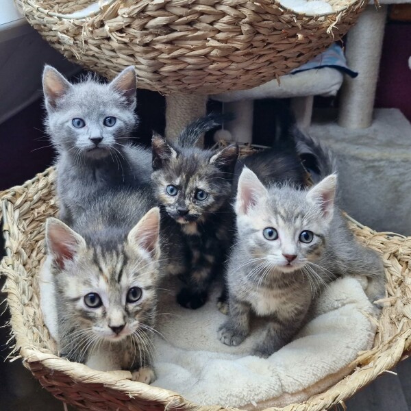Un panier de petits cœurs d'Amour