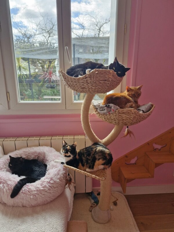 Les bienfaits de l’arbre à chat : bien plus qu’un simple accessoire