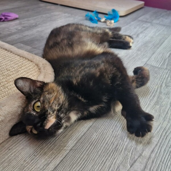 Quel immense bonheur mes deux adorables minoutes timides Astra et Alya, en famille d'accueil à la maison pendant 3 mois, ont été adoptées lundi. Et après a peine 3 jours auprès de leur maîtresse, elles commencent déjà à lui faire confiance ️ pour rappel, Alya et Astra ont passé leurs 10 premiers mois de vie dans la rue sans jamais avoir connu le contact d'une main d'un humain !