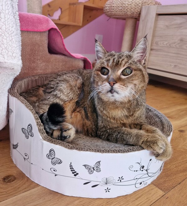 Hommage à ma petite Charlotte partie hier