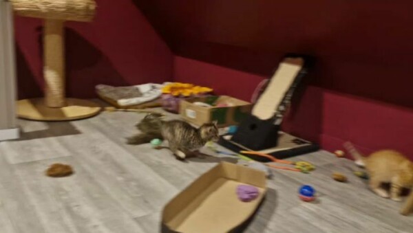 On ne s'en lasse pas de les regarder jouer ! ️