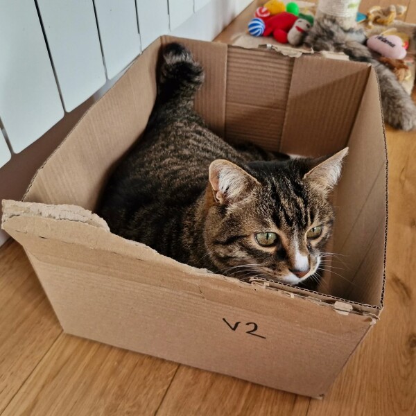 Les cartons pour les chats, c'est la vie ! ️
