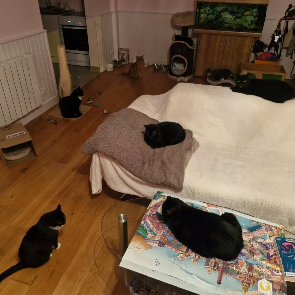 La revendication des chats noirs est en marche…