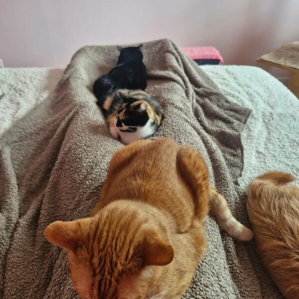 Quand les chats viennent se poser sur nous… ️