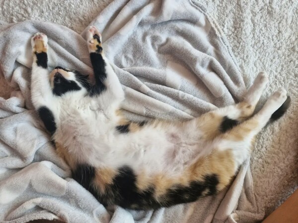 Comment ne pas craquer devant cette petite boule de poils ?