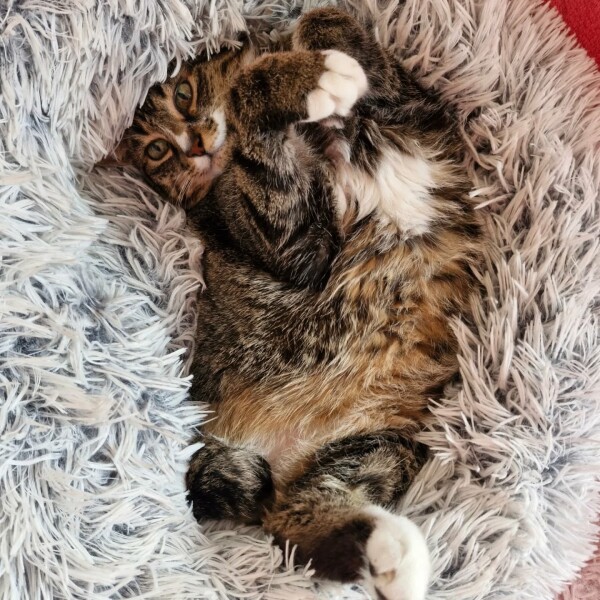 Un panier tout douillet approuvé notamment par Kinou et Arizona ️️