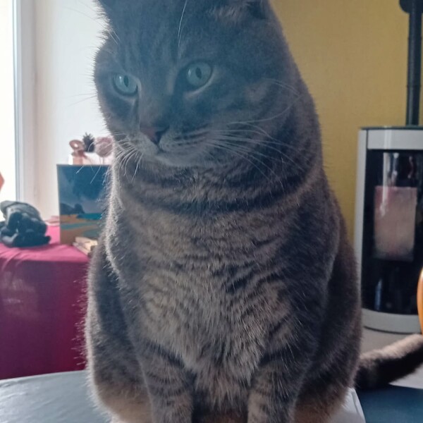 Consultation préventive pour le très gentil Calinou