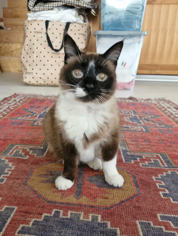 Bilan comportemental – Lila, 16 ans