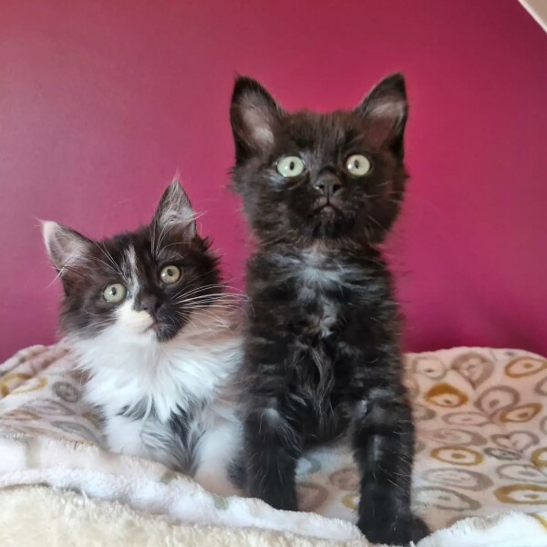 Deux nouvelles petites recrues chez Chat & Sérénité !