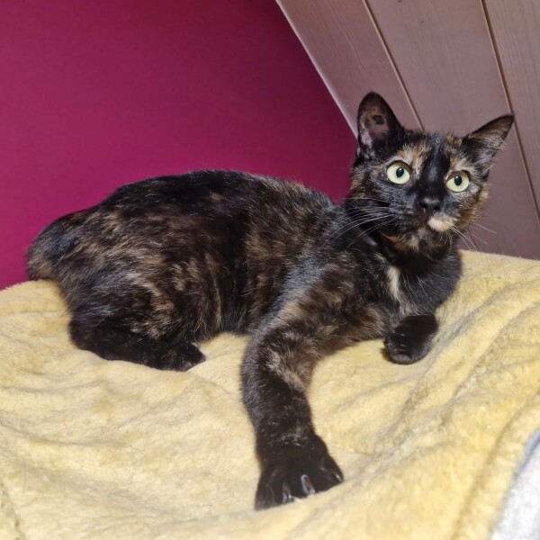 Astra et Alya, petites minettes en FA a la maison, qui se détendent jour après jour ️️