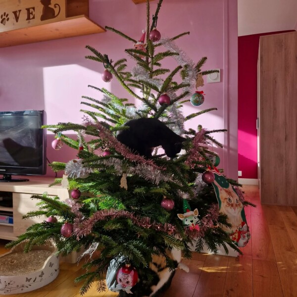Faire un sapin de Noël avec des chats à la maison