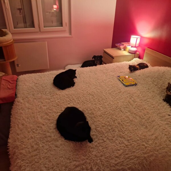 A la maison, ce sont les chats qui ont le pouvoir et les chiens c'est à côté, voir dans les arbres à chats ! ️